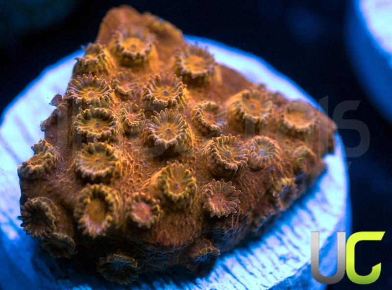 JF Copperhead Cyphastrea