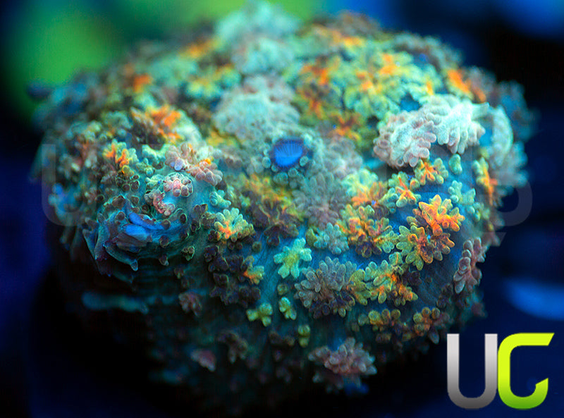 UC Magic Mushroom