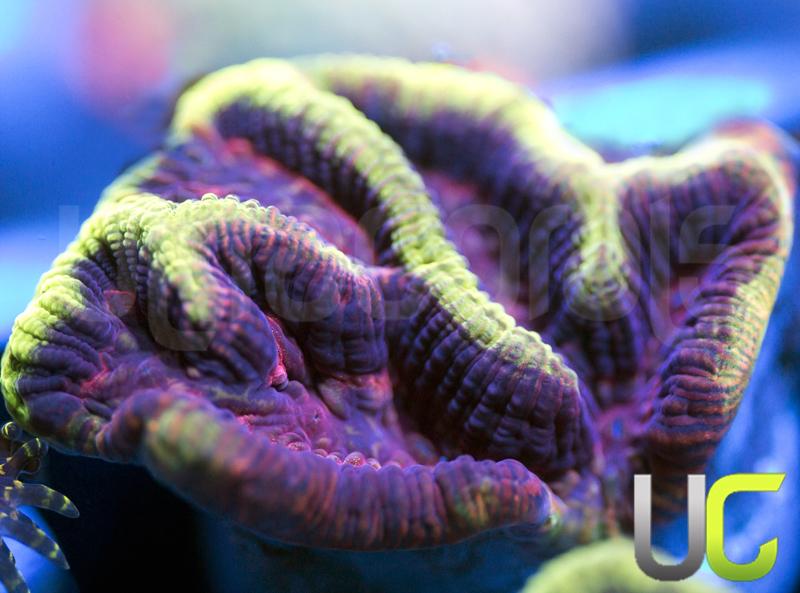 UC Prime Time Platy