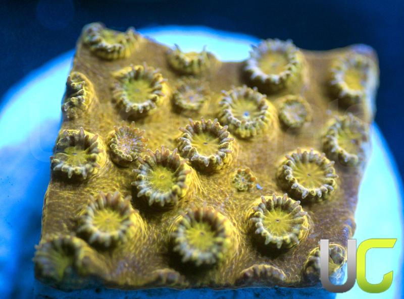 JF Copperhead Cyphastrea
