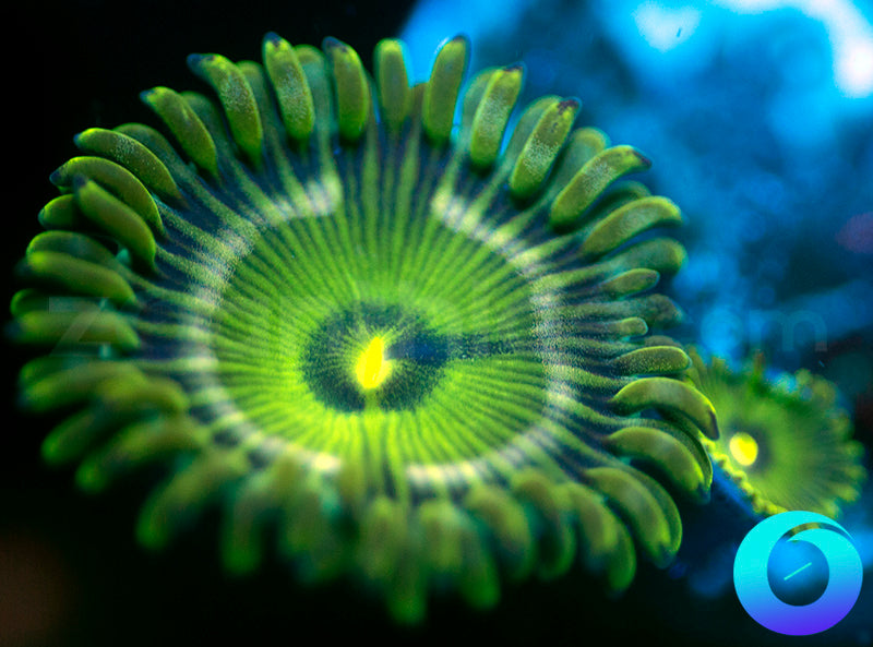 Green People Eater