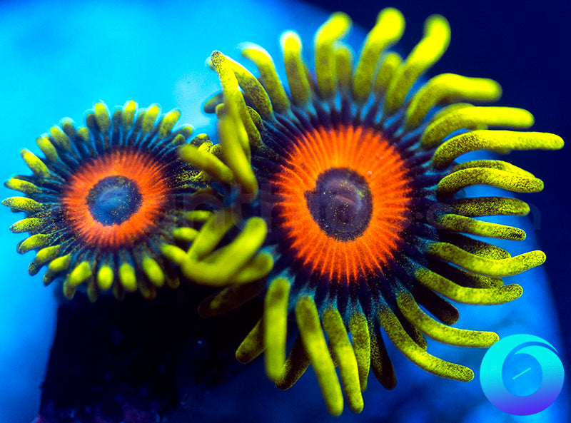 Super Sunflowers