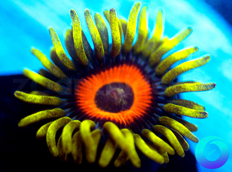 Super Sunflower