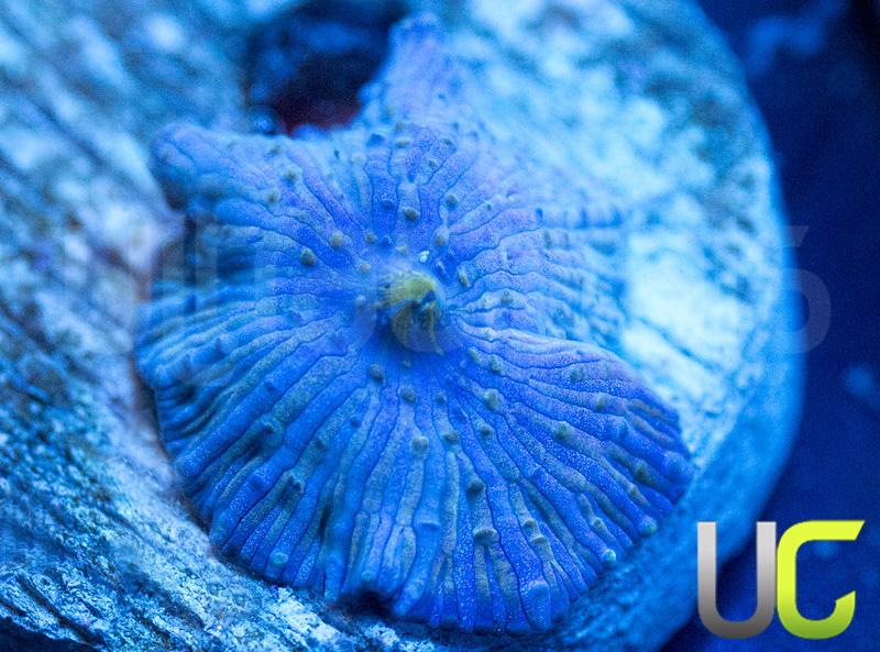 UC Blue Bobs Mushroom