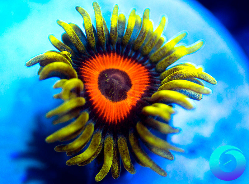 Super Sunflower