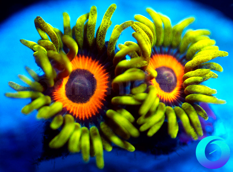Super Sunflowers