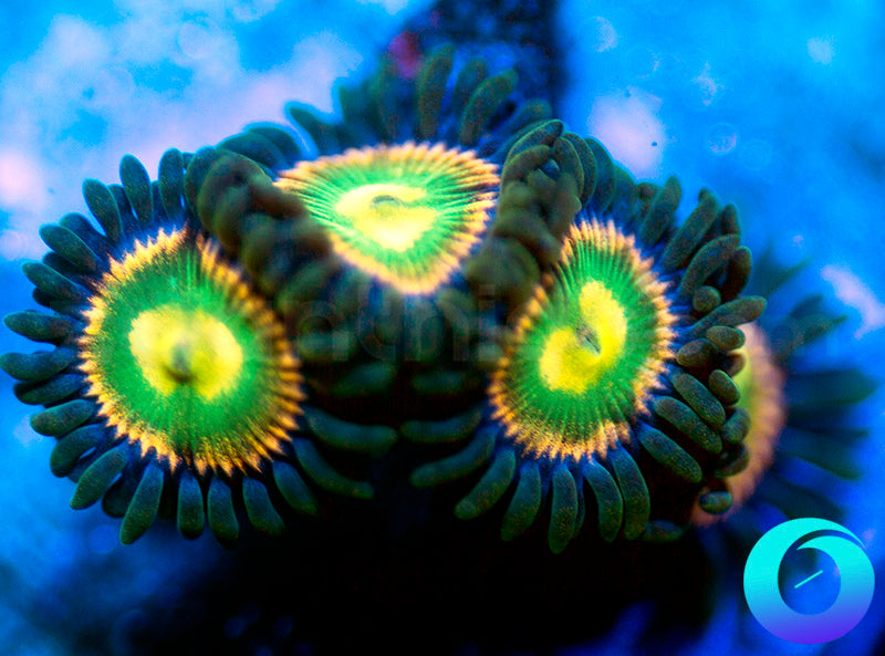 RR Krakens