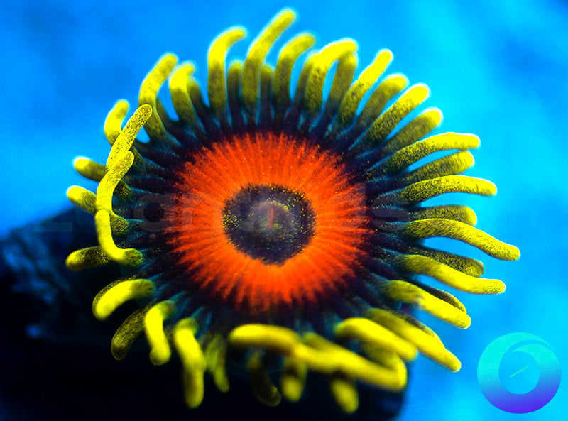 Super Sunflower