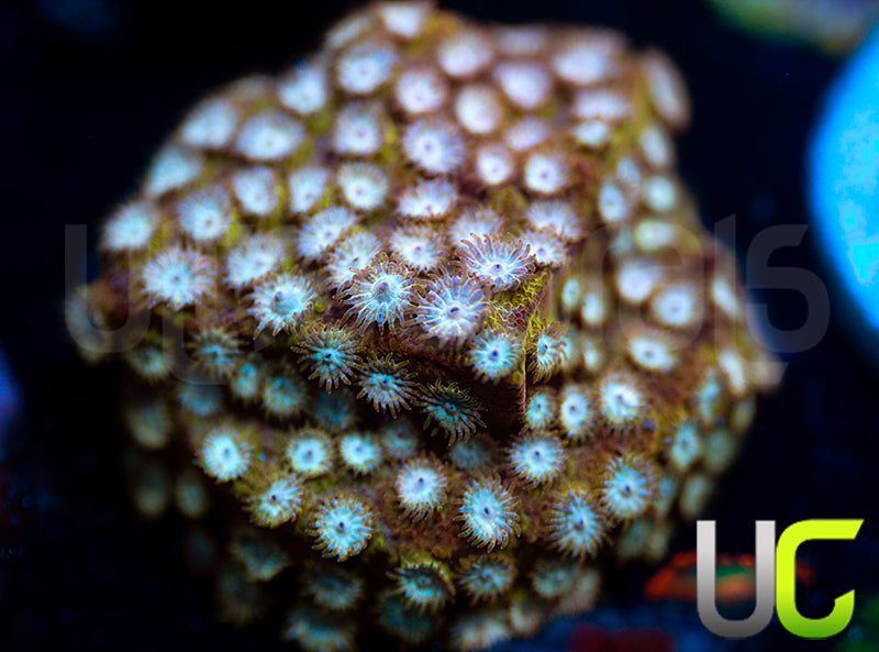 UC Yellowjacket Cyphastrea