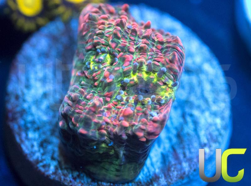 NEW RELEASE UC Invincibility Chalice