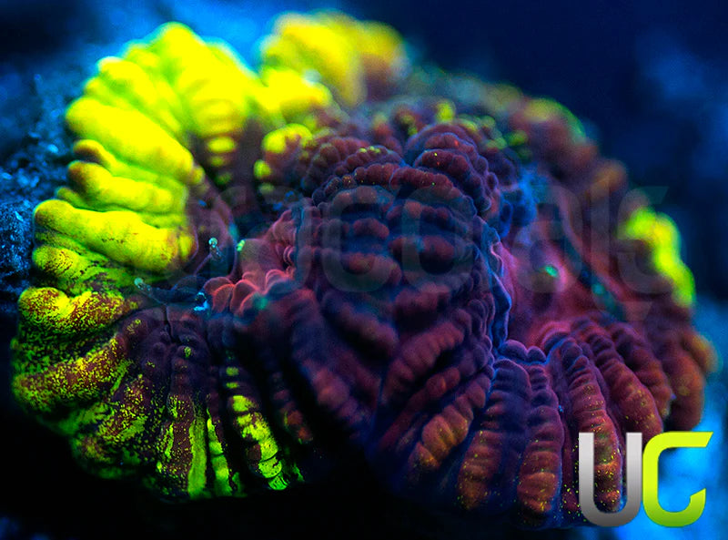 UC Sinister Favia