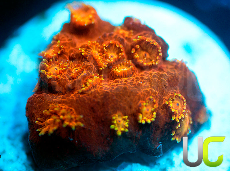 WWC Hi C Cyphastrea