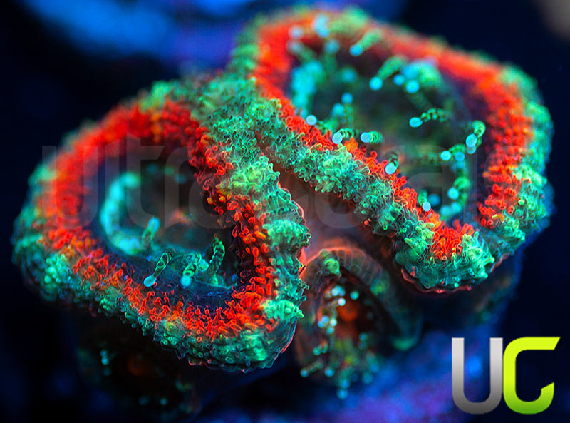 UC Carousel Micro Amakusensis