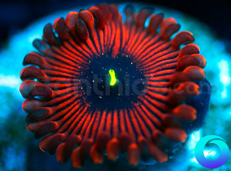 Inferno PE