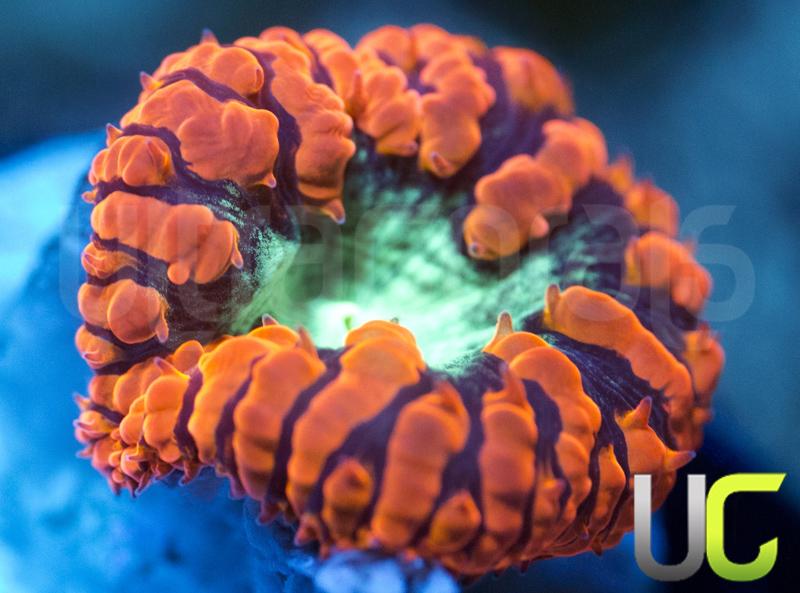 UC Blister Blasto