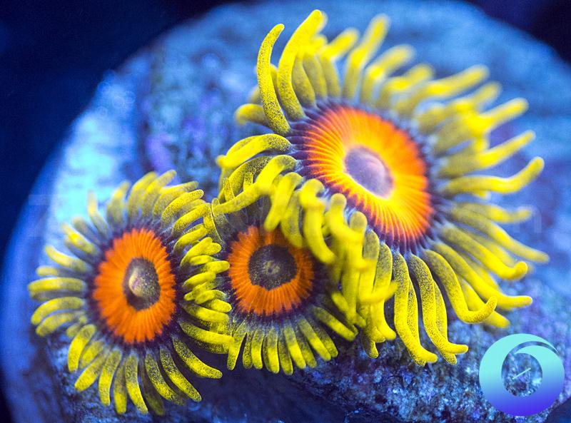 Super Sunflowers
