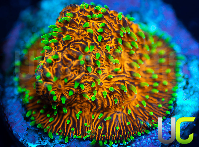 UC Fuzzy Navel Litho
