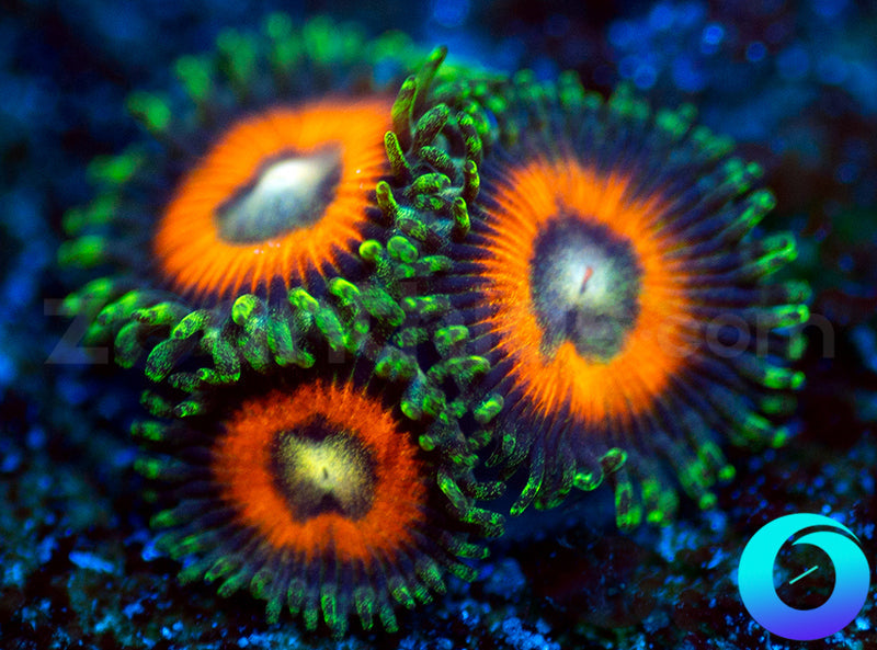 Atomic Orange