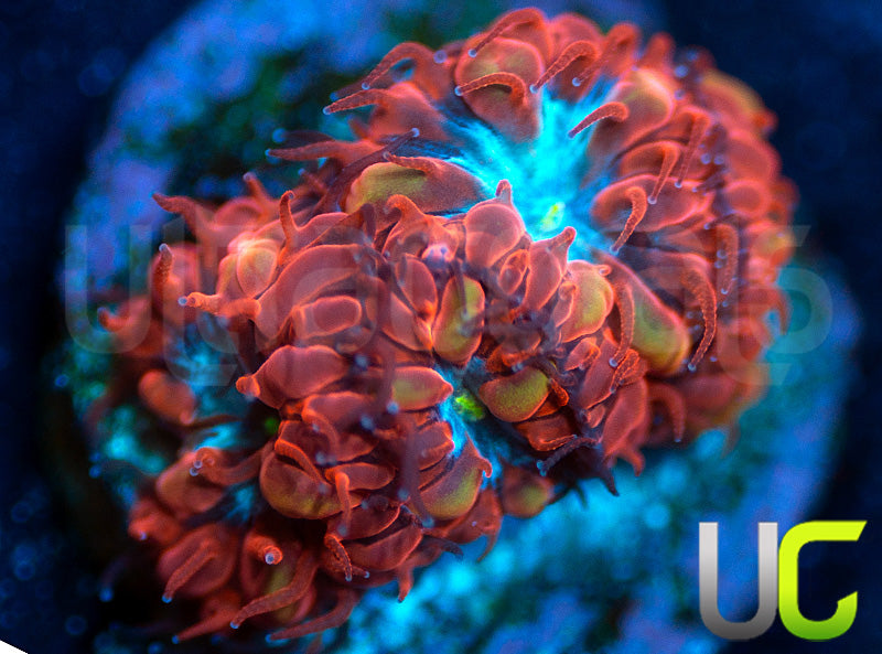 UC Blue Raven Blastos