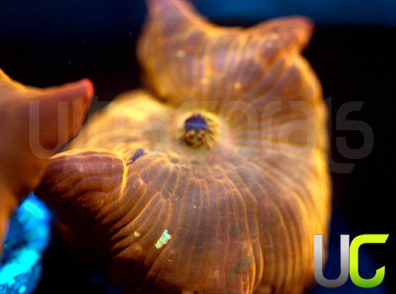 UC Fanta Mushroom