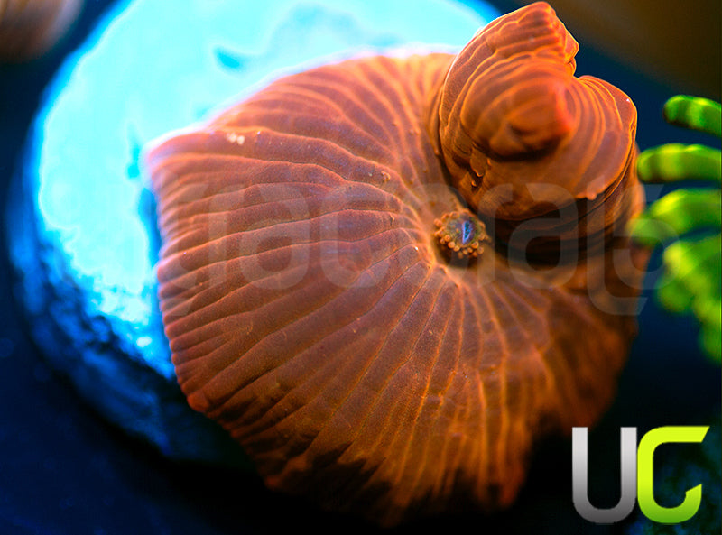 UC Fanta Mushroom