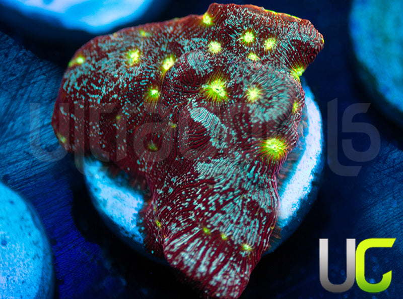 UC Red Devil Lepto