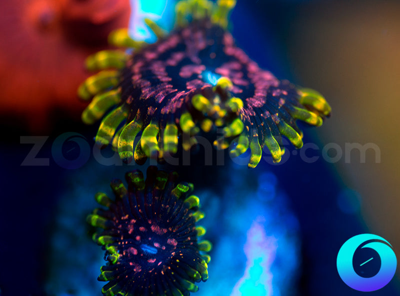 Purple Monsters