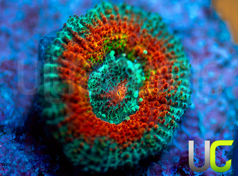 UC Taste the Rainbow Micro Amakusensis