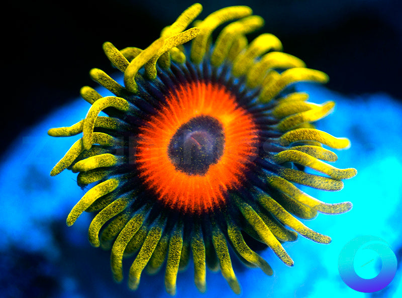 Super Sunflower