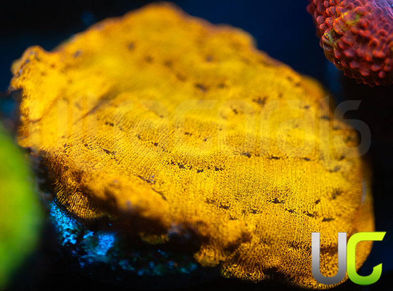 UC Golden Dragon Lepto
