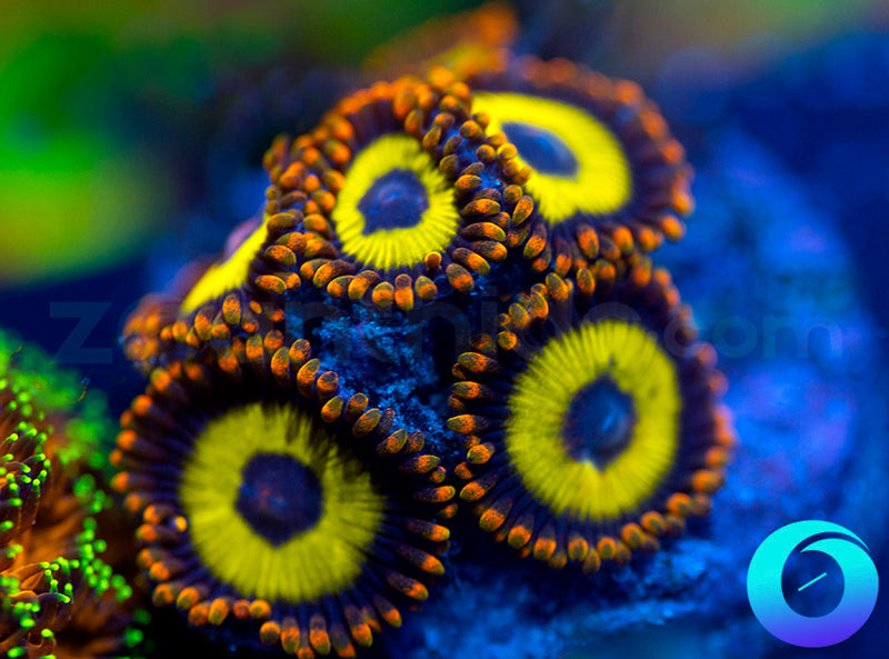 Fruit Loops