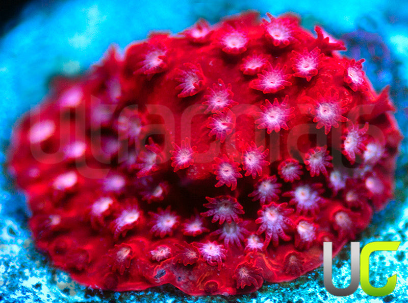 JF Scarlet Fever Stylo