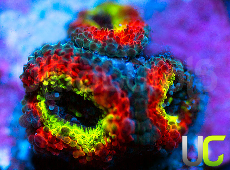 BigR Holy Grail Micro Amakusensis