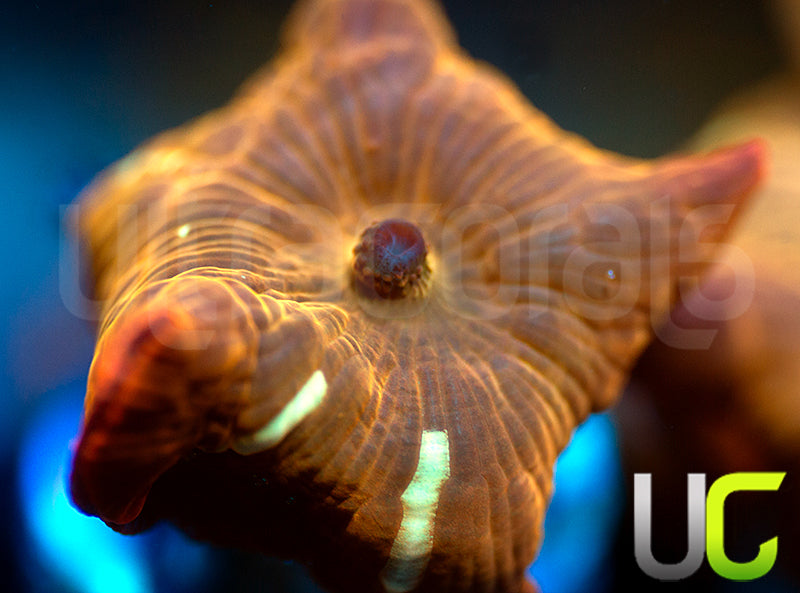 UC Fanta Mushroom