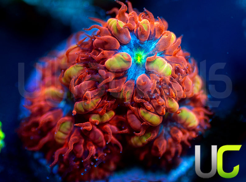 UC Blue Raven Blasto