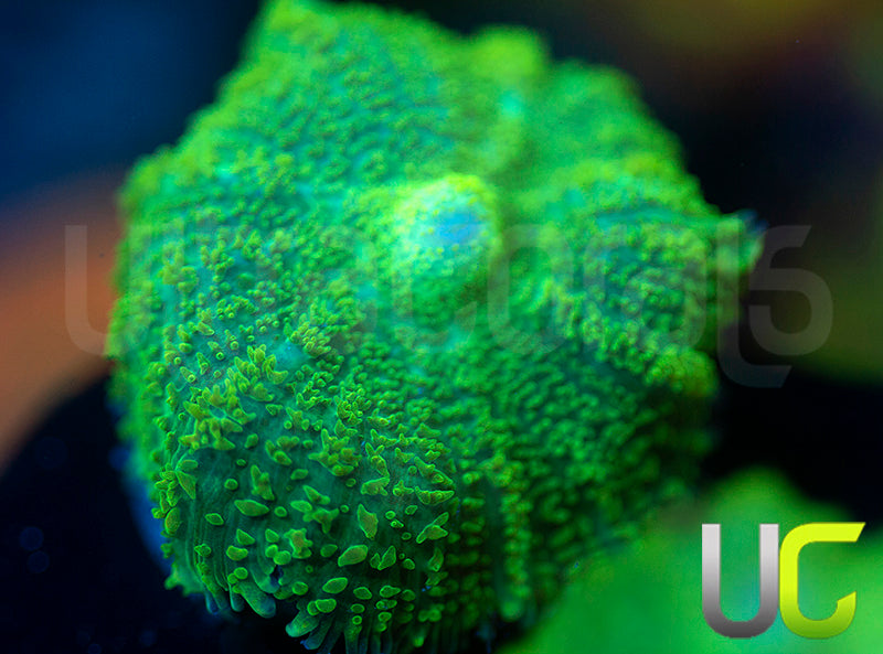 UC Shrek Mushroom