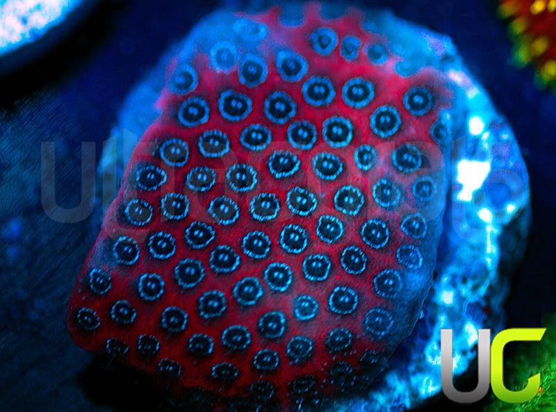 Darth Maul Porites