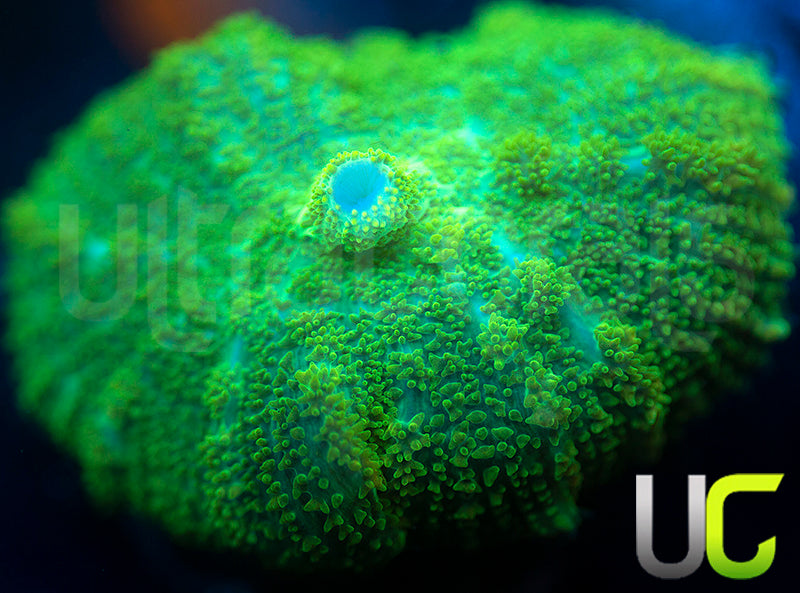 UC Shrek Mushroom