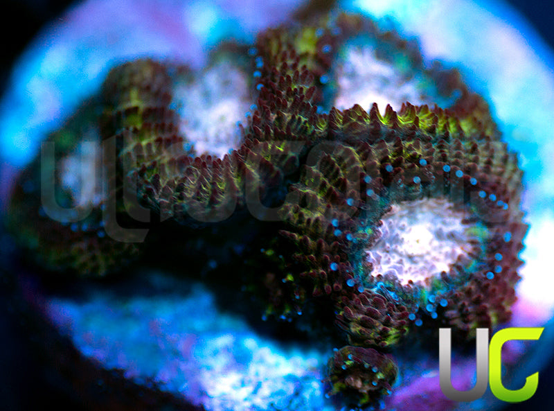 UC Summons Micro Amakusensis