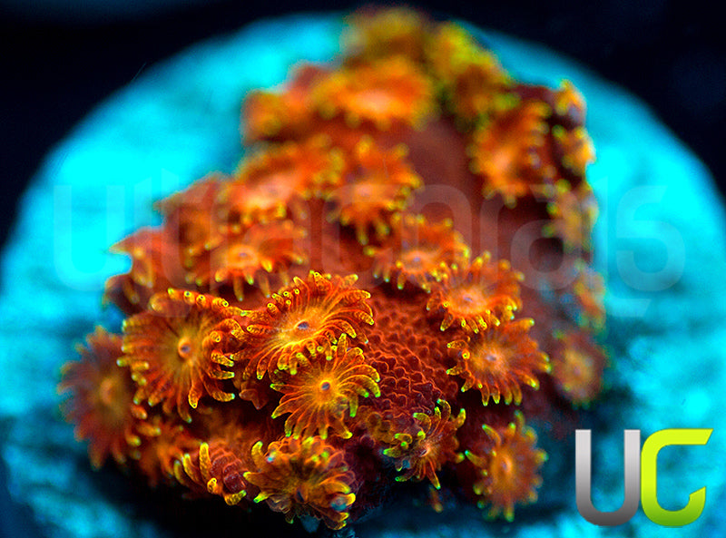 WWC Hi-C Cyphastrea
