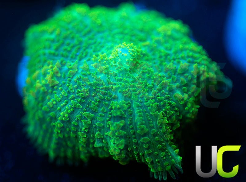 UC Shrek Mushroom
