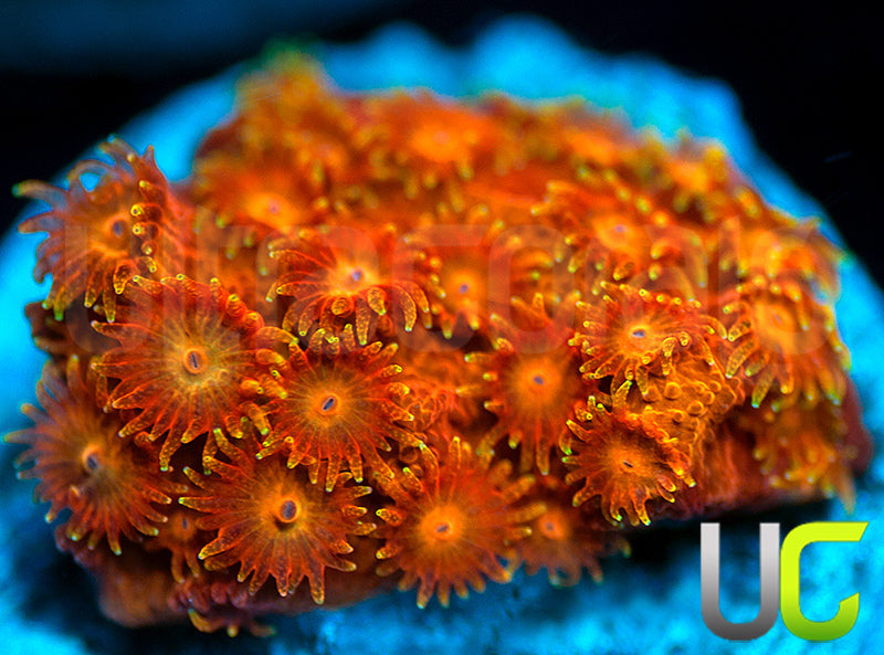 WWC Hi-C Cyphastrea