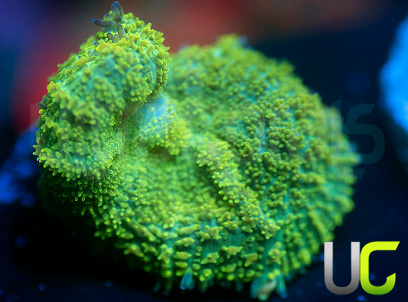 UC Shrek Mushroom