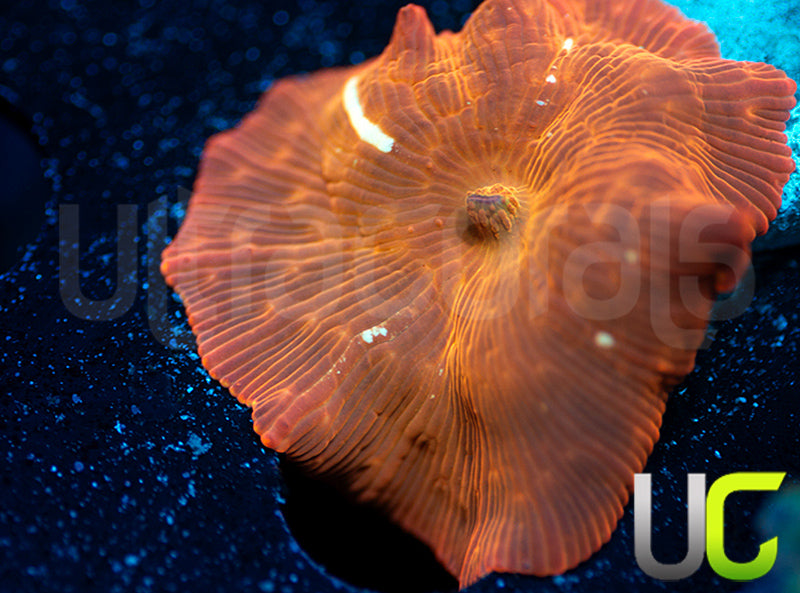 UC Fanta Mushroom