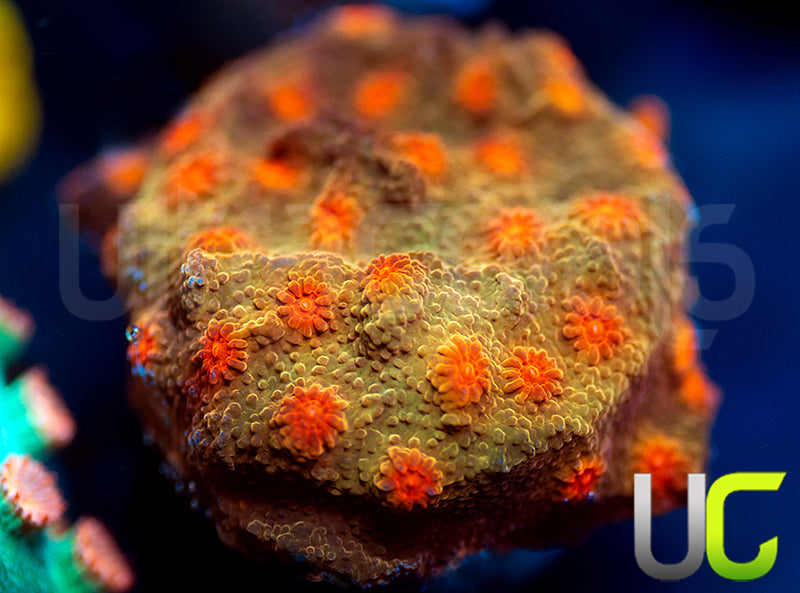 UC Jolly Roger Cyphastrea