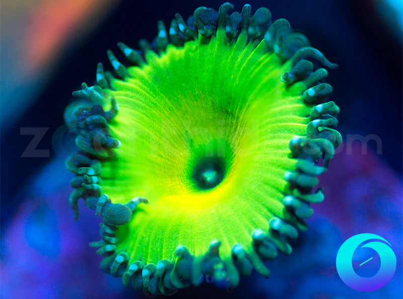 Lemon Lime Proto