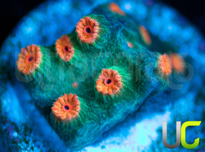 Meteor Shower Cyphastrea