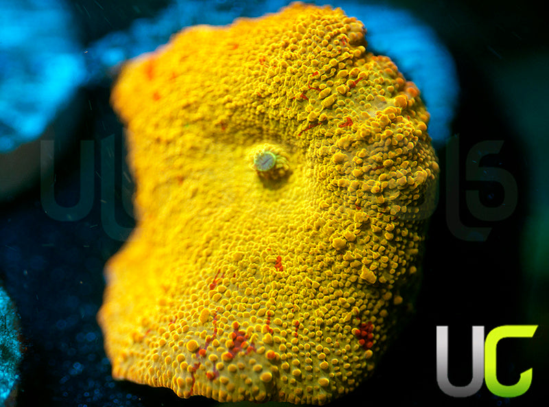 Jawbreaker Mushroom