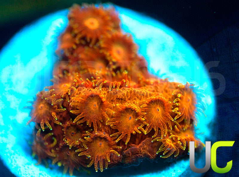 WWC Hi-C Cyphastrea