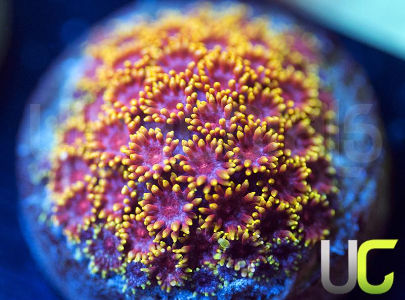 UC Pixy Stix Goni